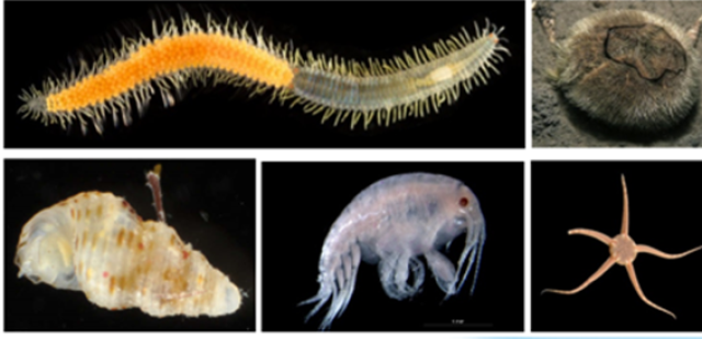 Kollasj av små marine dyr