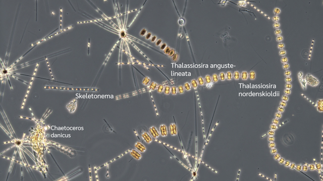 Mikroskop bilde som vises Chaetoceros danicus, Skeletonema, Thalassiosira anguste-lineata and Thalassiosira nordenskioldii