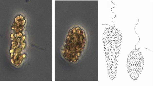 algeas on two photos and two figures