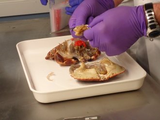 Undersøkelse av krabbe på lab